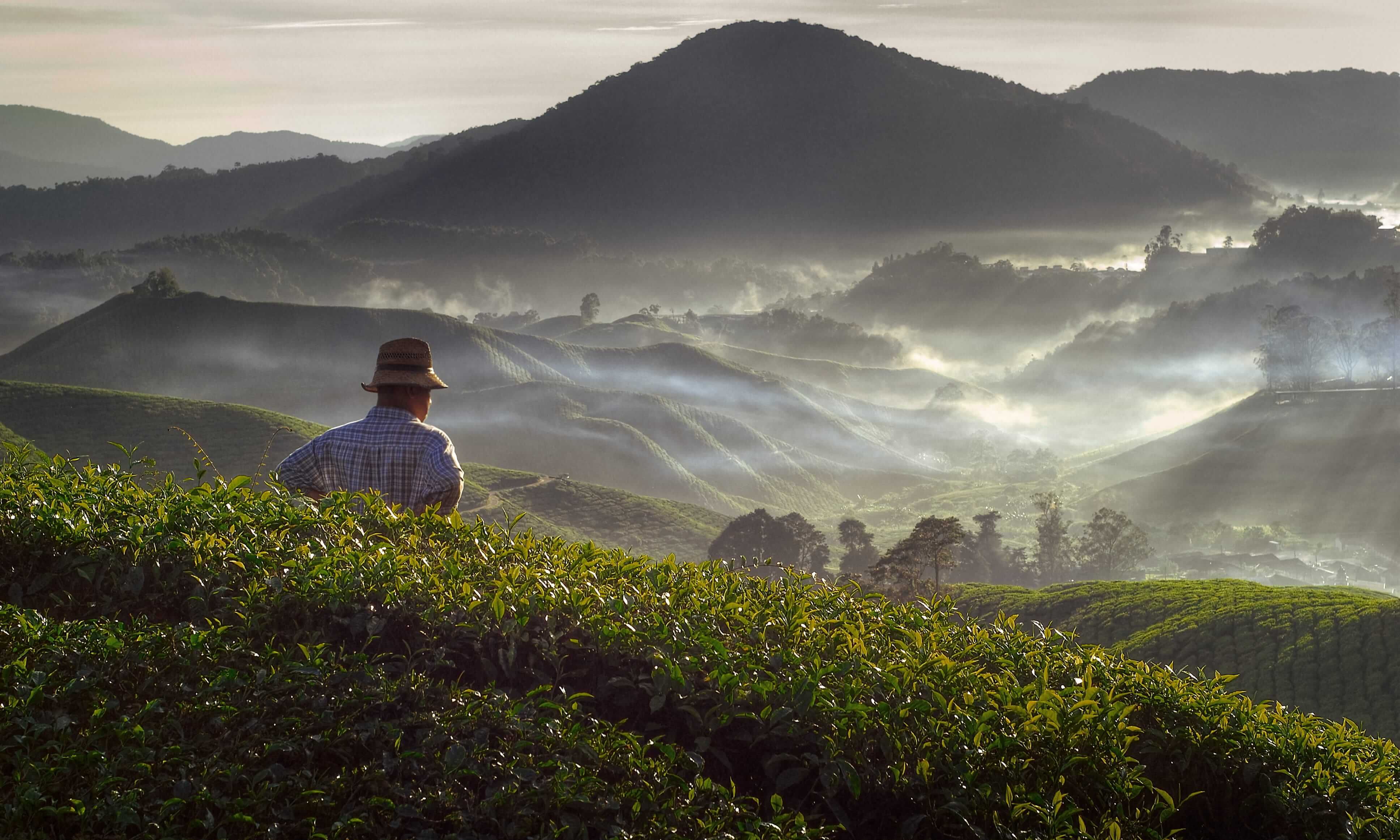 Beyond the Tea Leaves: The Smart Insider’s Guide to Munnar