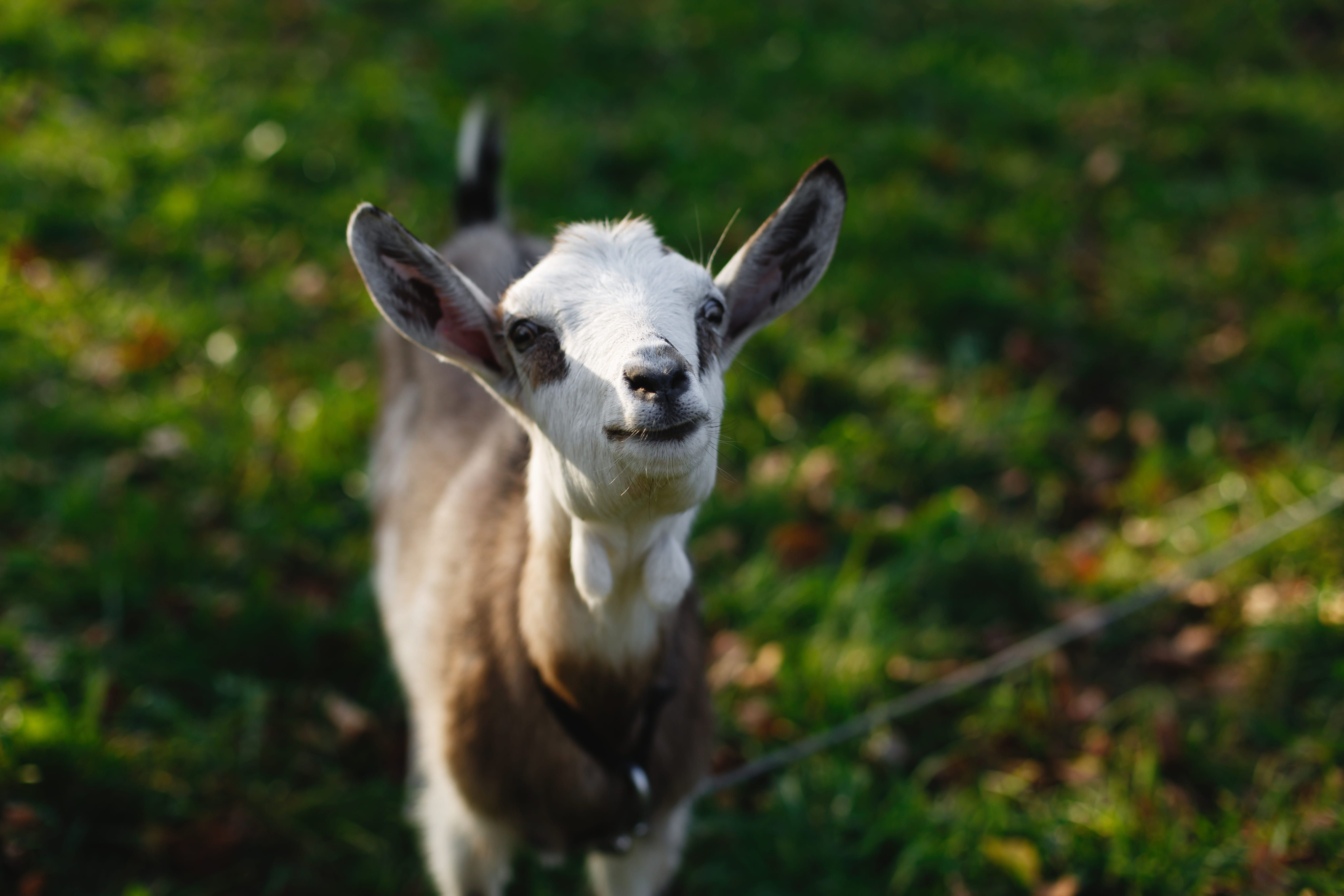 Canadian Pygmy Goat: Fascinating Facts About This Tiny Goat Breed