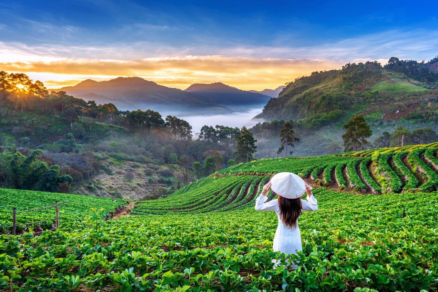 Woman in conical hat views green terraced fields and misty mountains under sunrise sky.