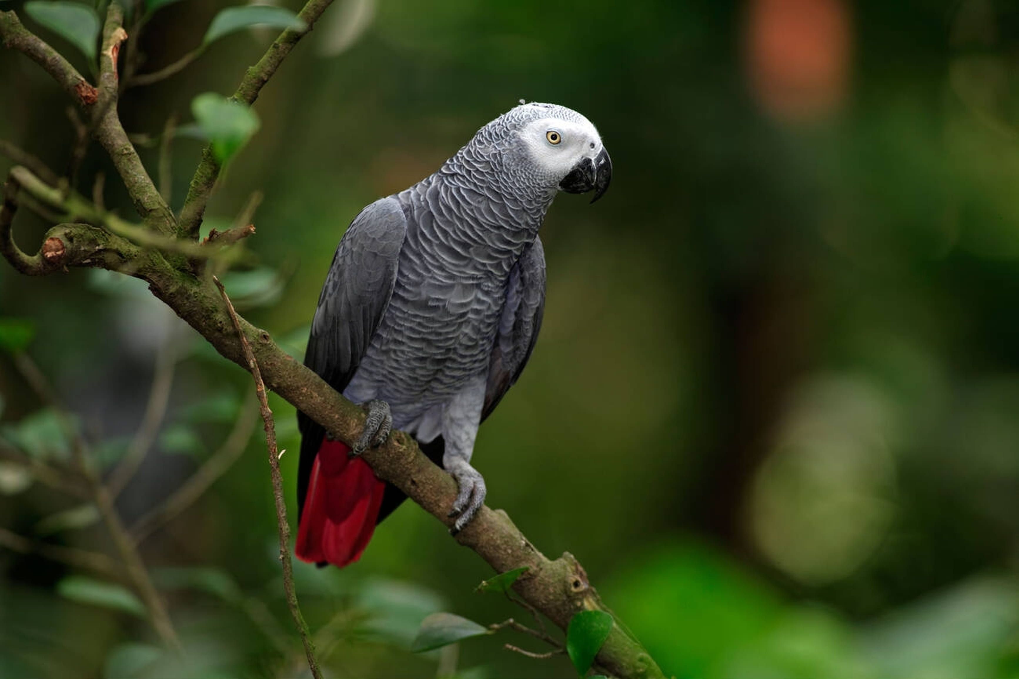 Gray Parrot: Fascinating Facts About One of the World's Most Intelligent Birds