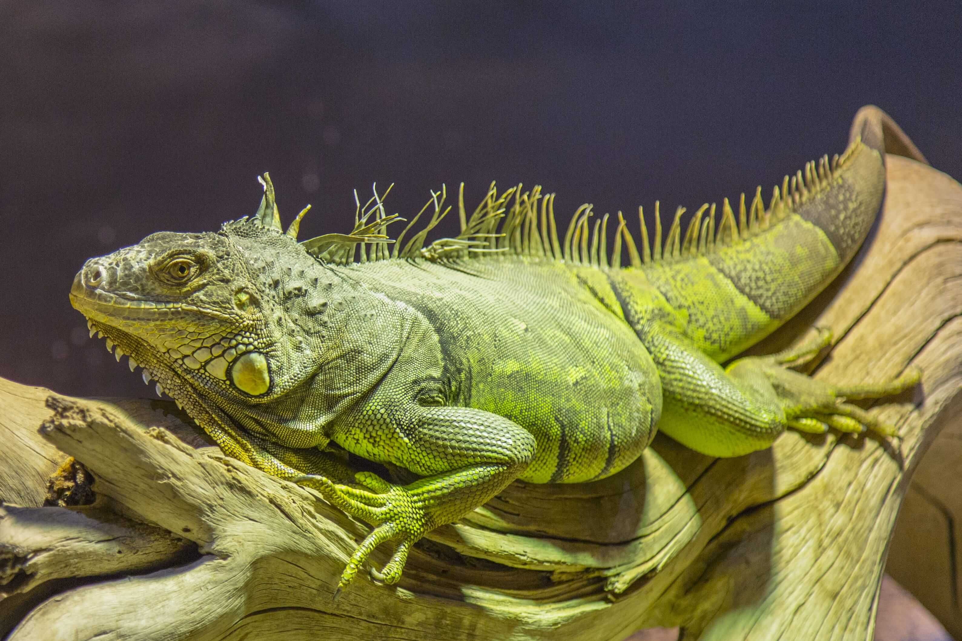 Green and Red Iguana: Fascinating Facts About These Colourful Reptiles