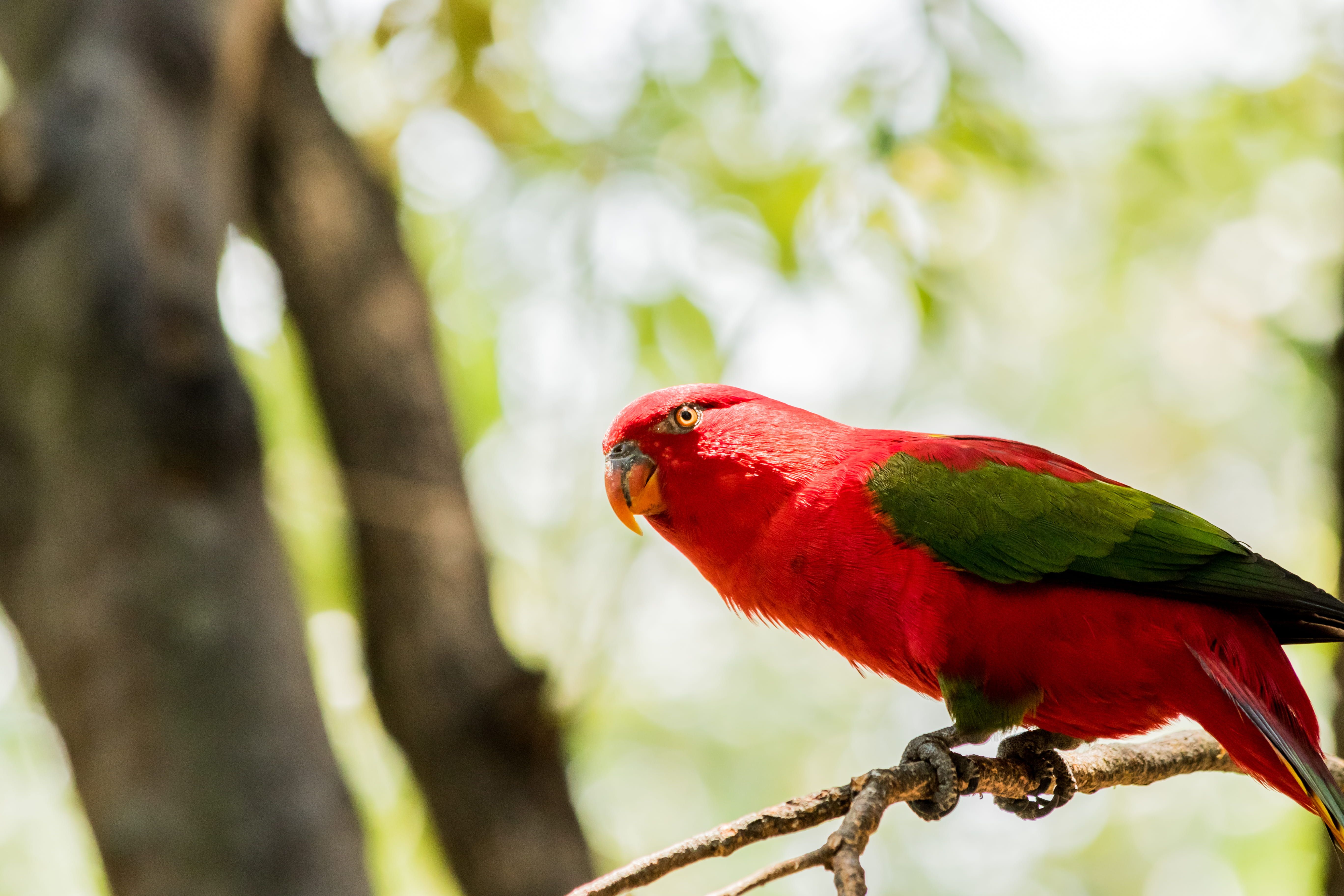 Chattering Lory: Fascinating Facts About This Colourful Parrot