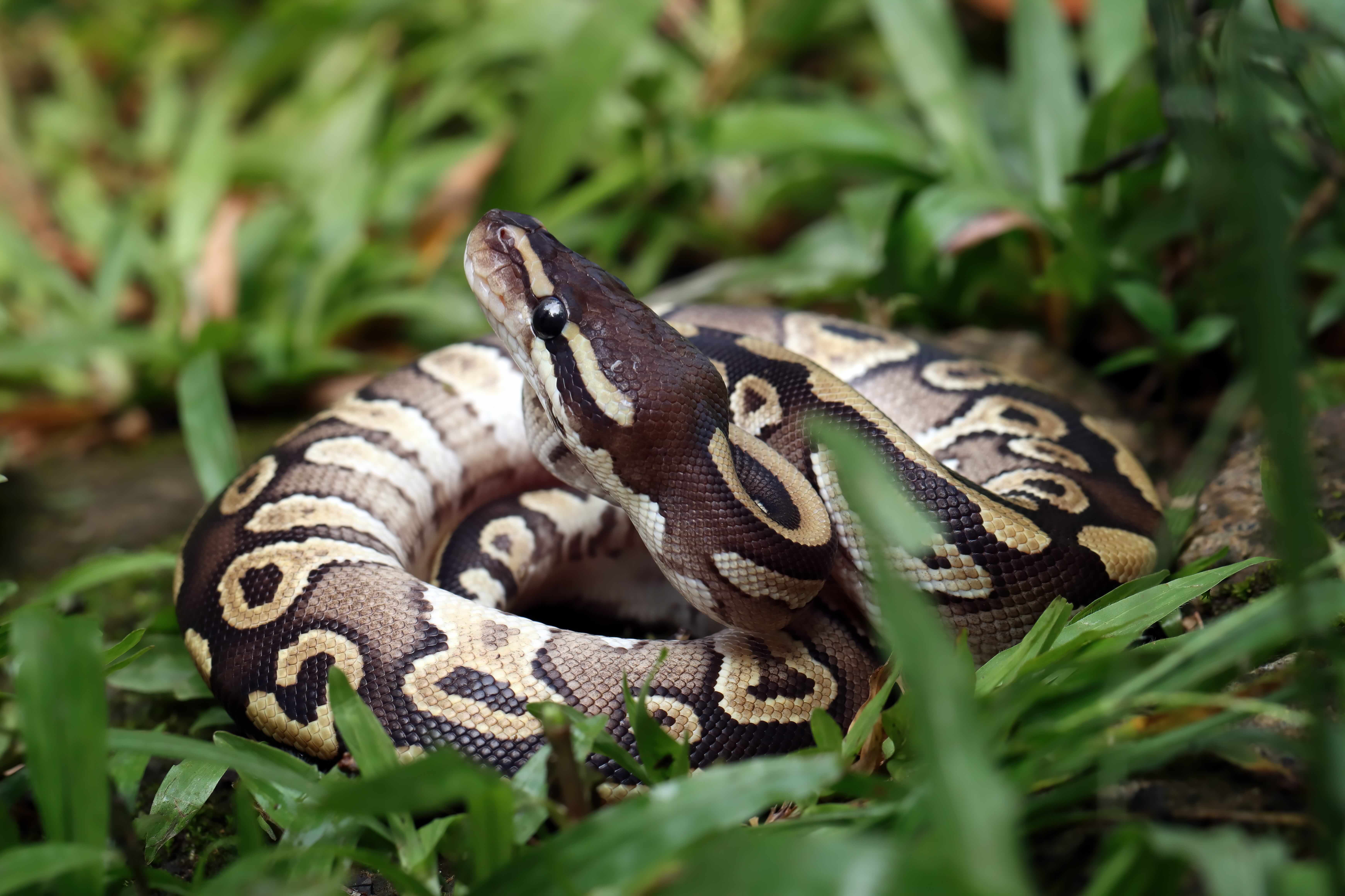 Ball Python: Fascinating Facts About This Remarkable Snake