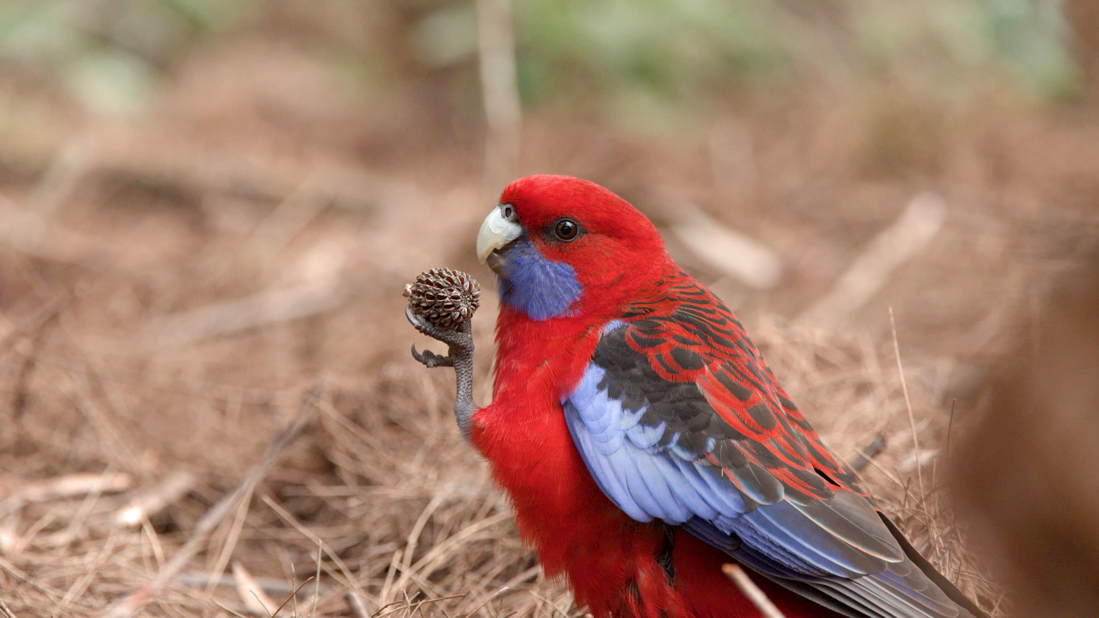 Rosella Parrot: Colourful Facts About Australia’s Beautiful Birds