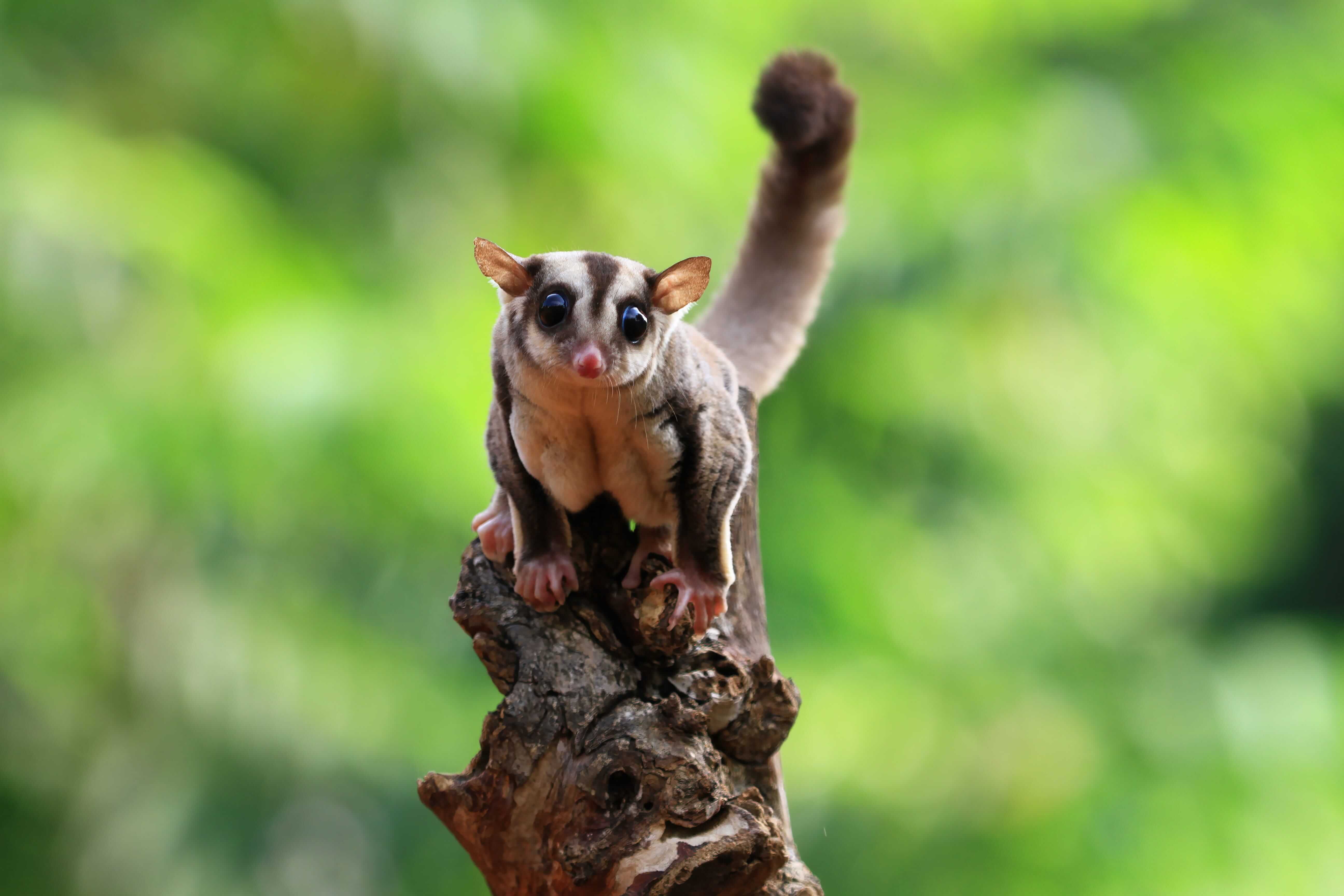 Sugar Glider: Fascinating Facts About This Tiny Gliding Mammal