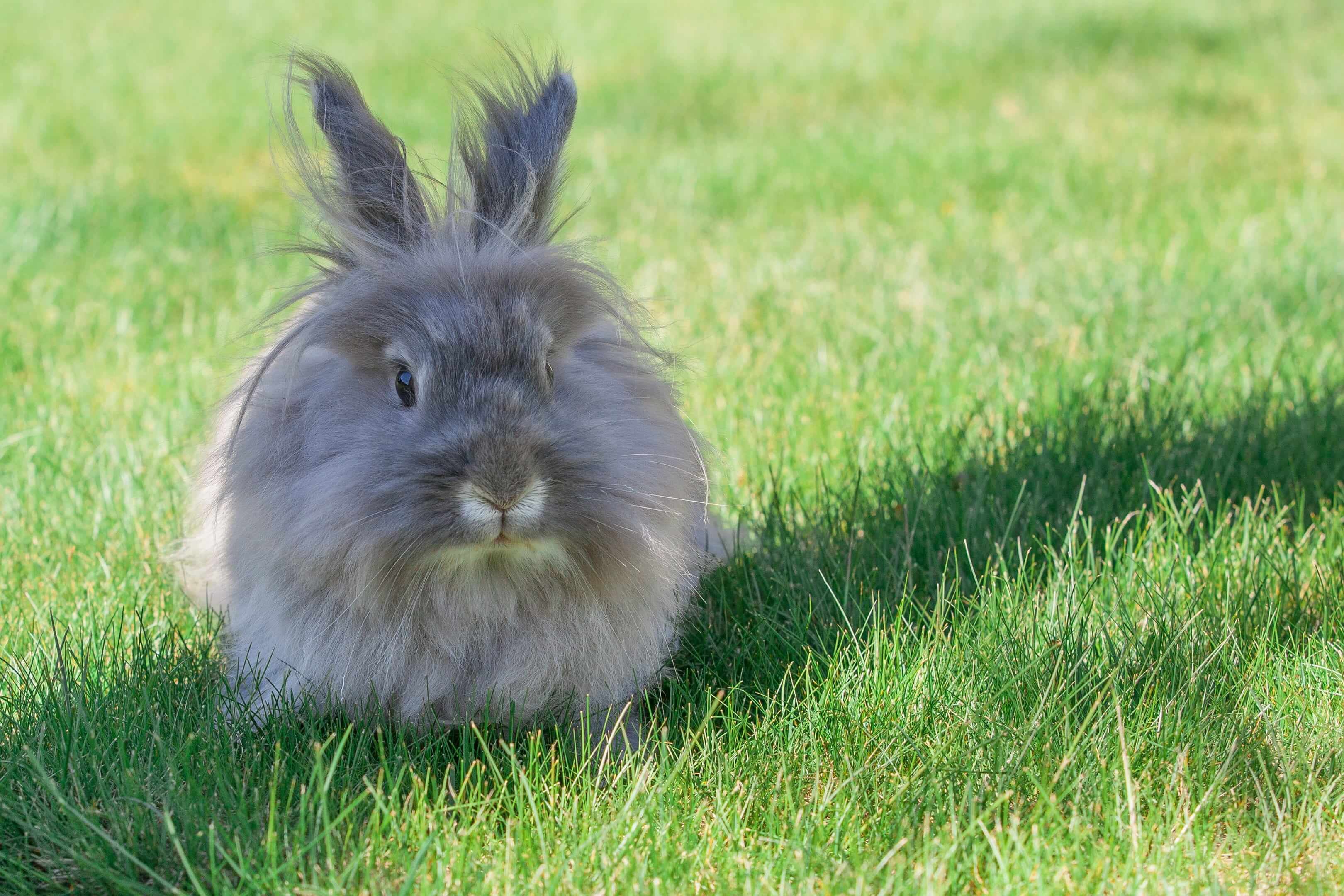 German Angora Rabbit: Fascinating Facts About This Fluffy Breed