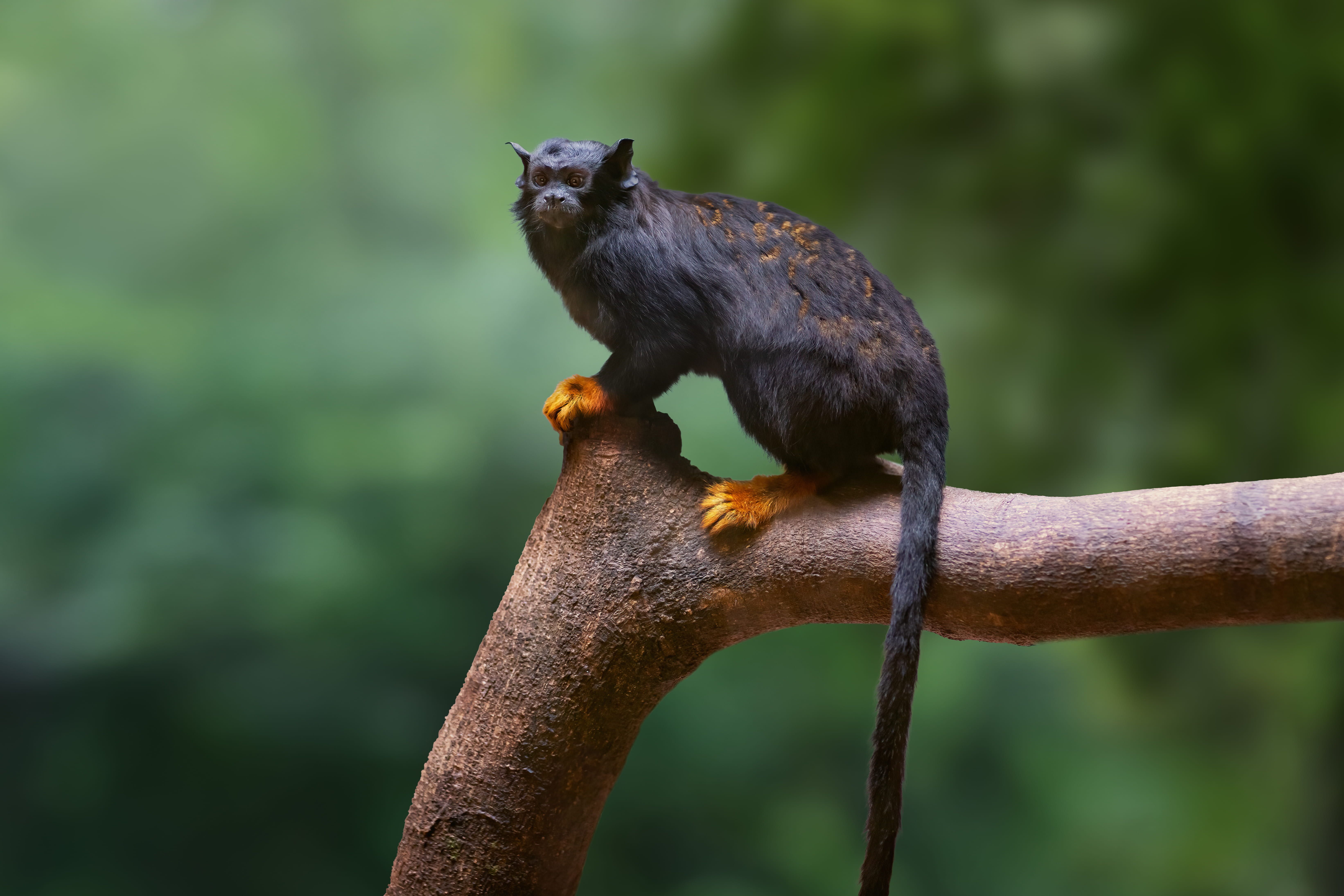 Red-Handed Tamarin: Fascinating Facts About This Tiny, Agile Primate