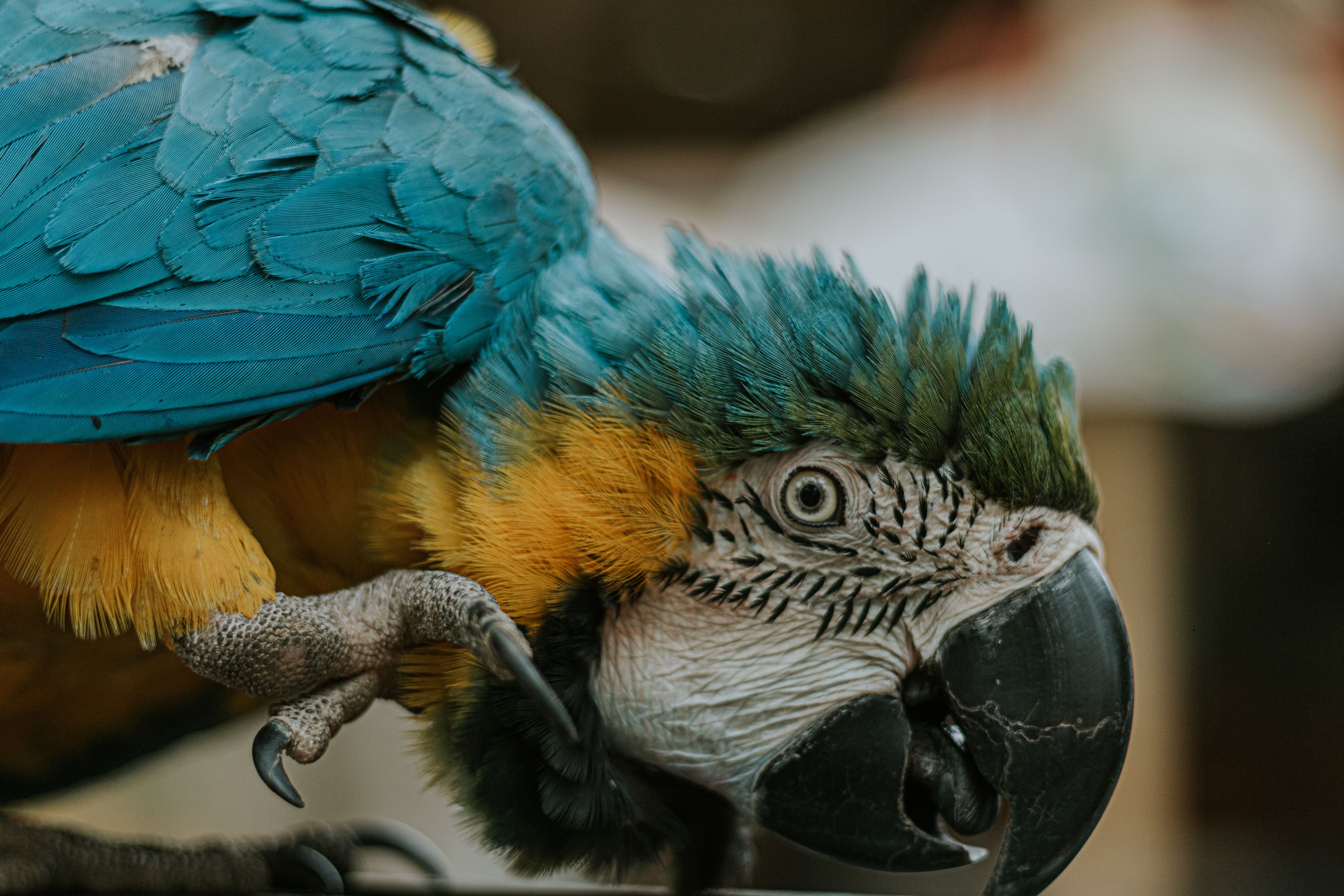 Blue and yellow macaw