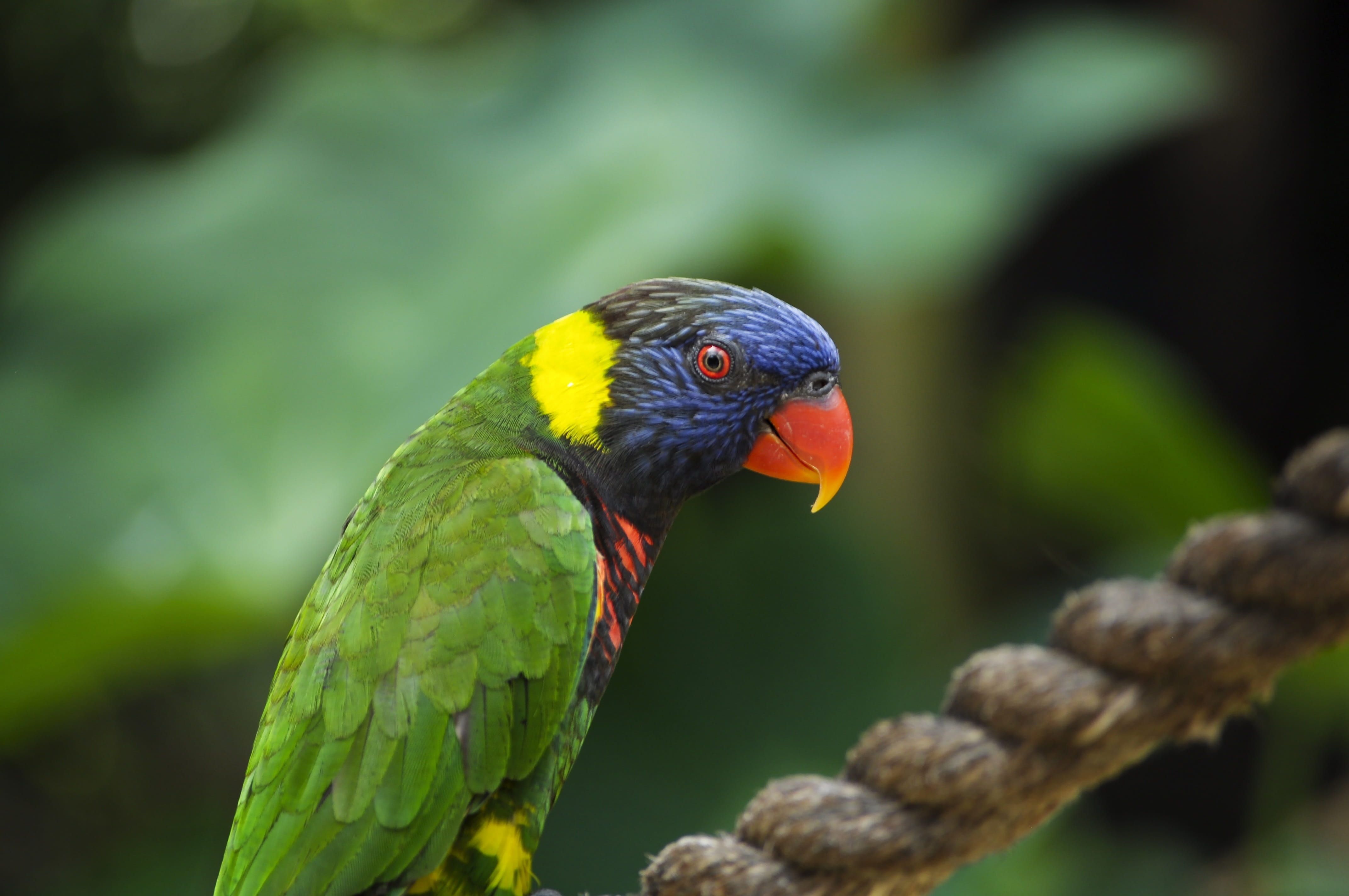 Black-Capped Lory: Fascinating Facts About This Colourful Parrot