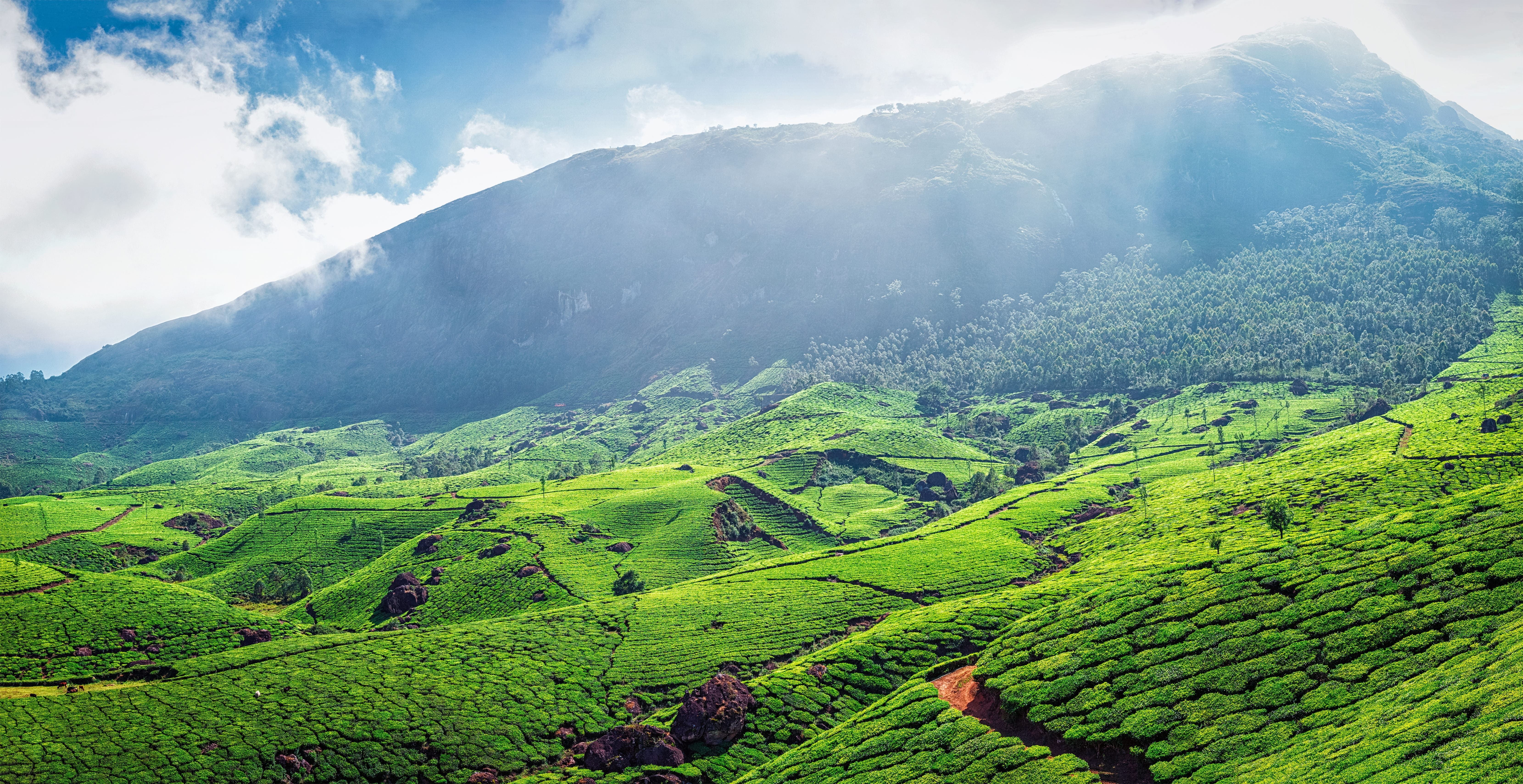 7 Best Places to Visit in Munnar for an Unforgettable Holiday