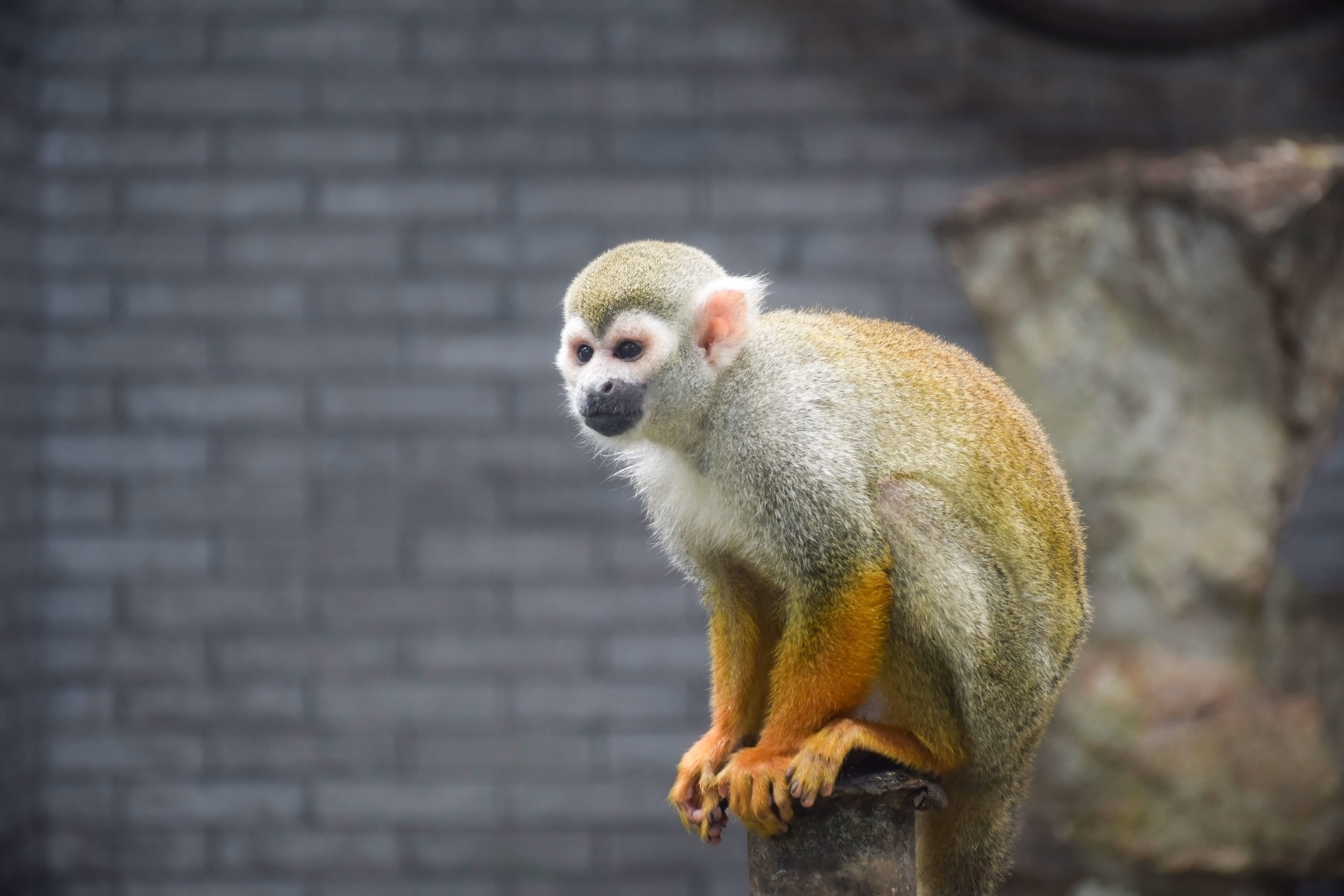 Meet the Squirrel Monkey: Fascinating Facts About One of Nature’s Most Curious Primates
